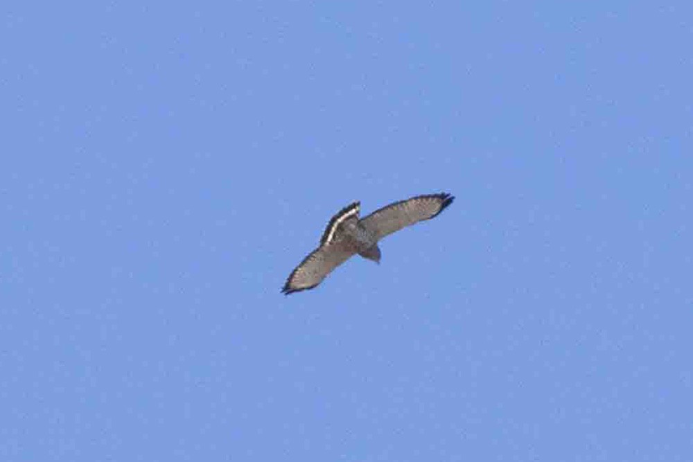 Broad-winged Hawk - ML439126261