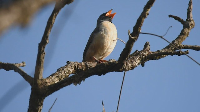 Black-throated Saltator - ML439126451