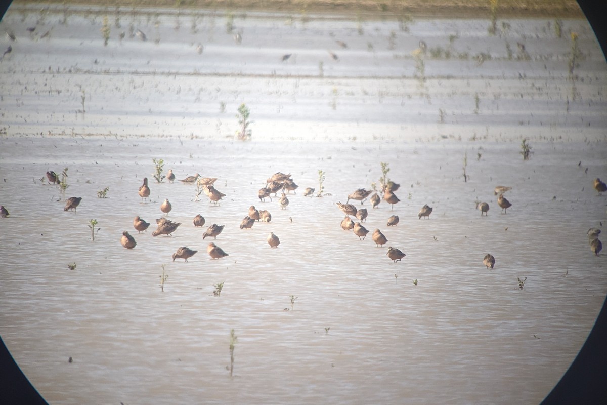 Short-billed/Long-billed Dowitcher - ML439126571