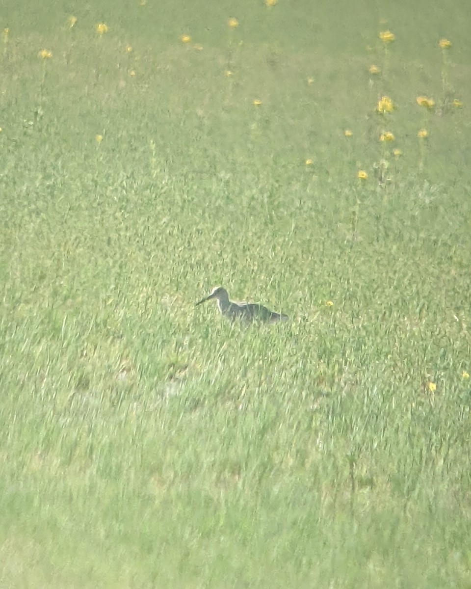 Willet - ML439126641