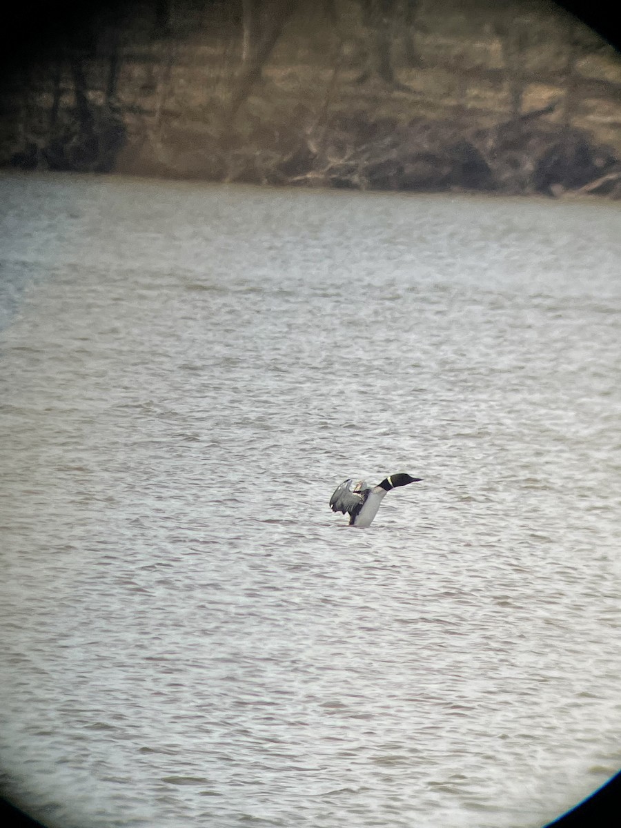 Common Loon - ML439130351