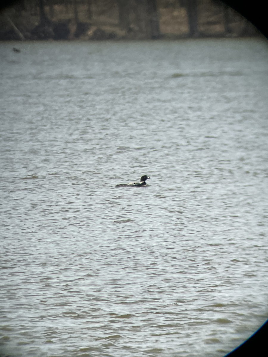 Common Loon - ML439130361