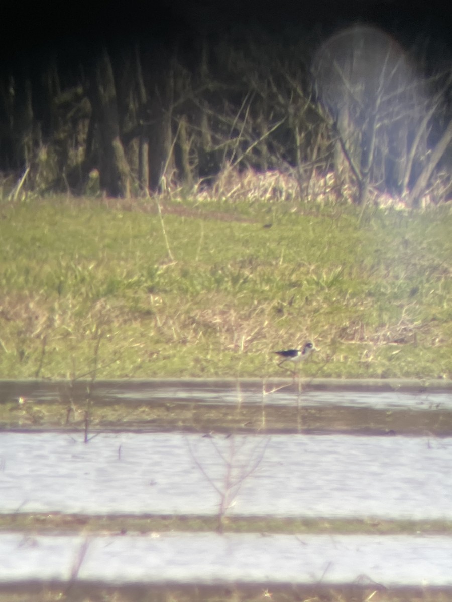 Black-necked Stilt - ML439131031
