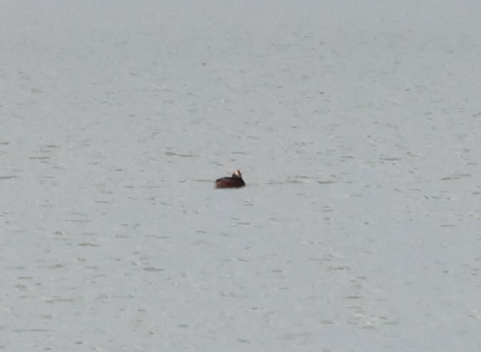 Horned Grebe - ML439131291