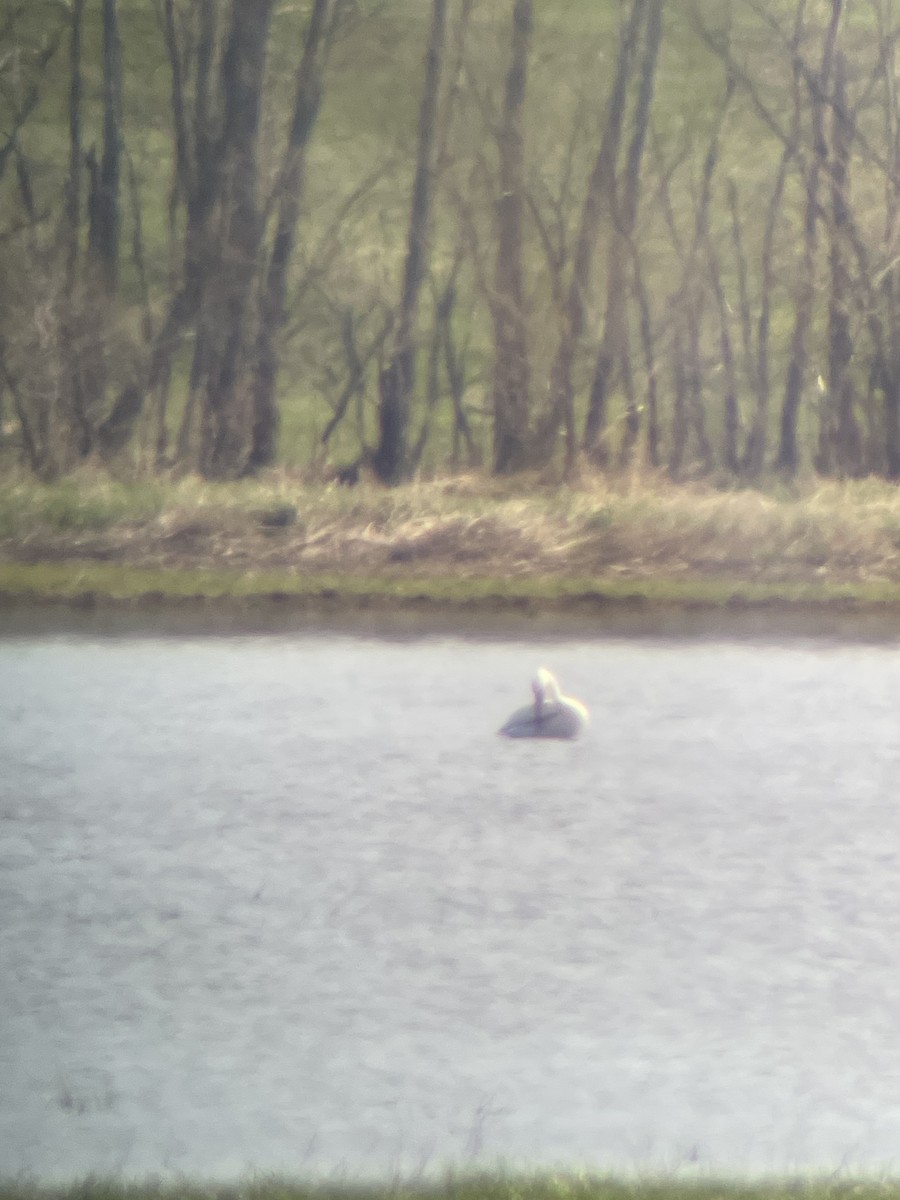 American White Pelican - ML439131671