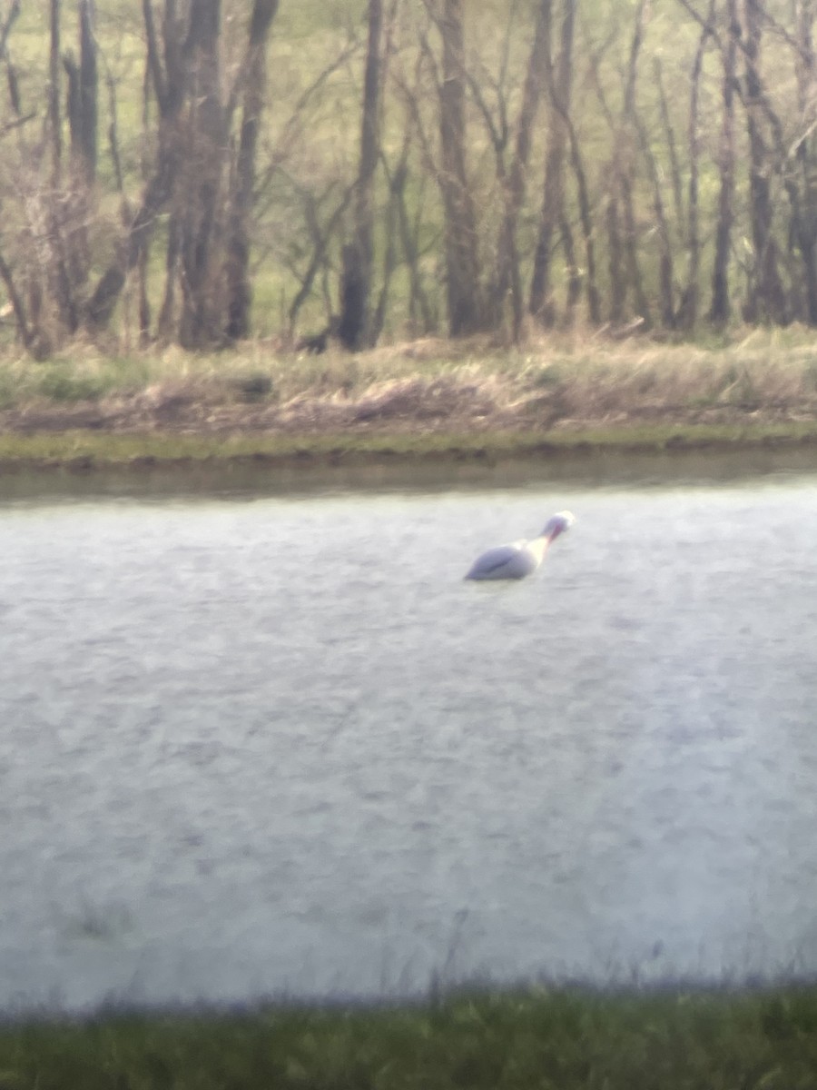 American White Pelican - ML439131701