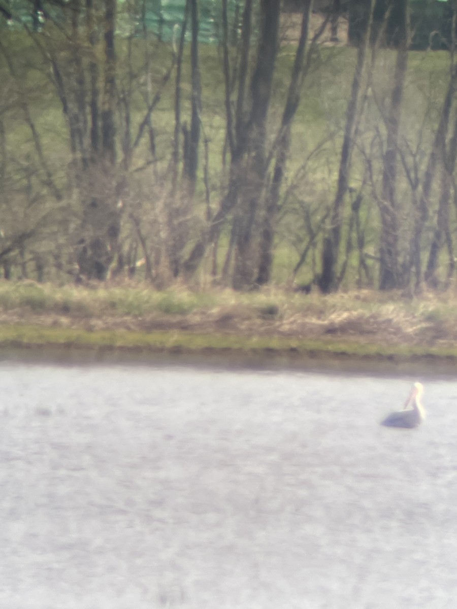 American White Pelican - ML439131711