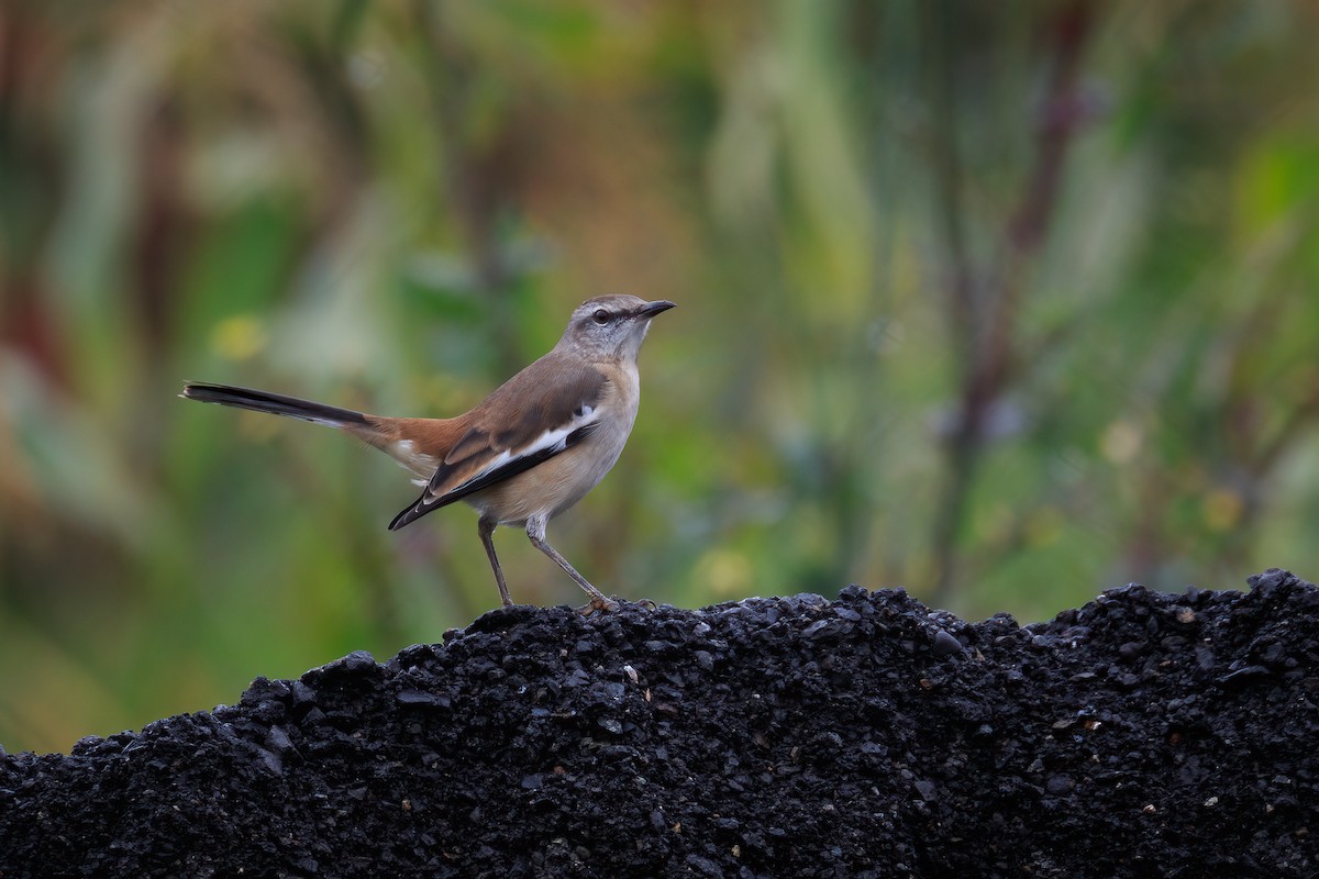 White-banded Mockingbird - Fabián Guerrero