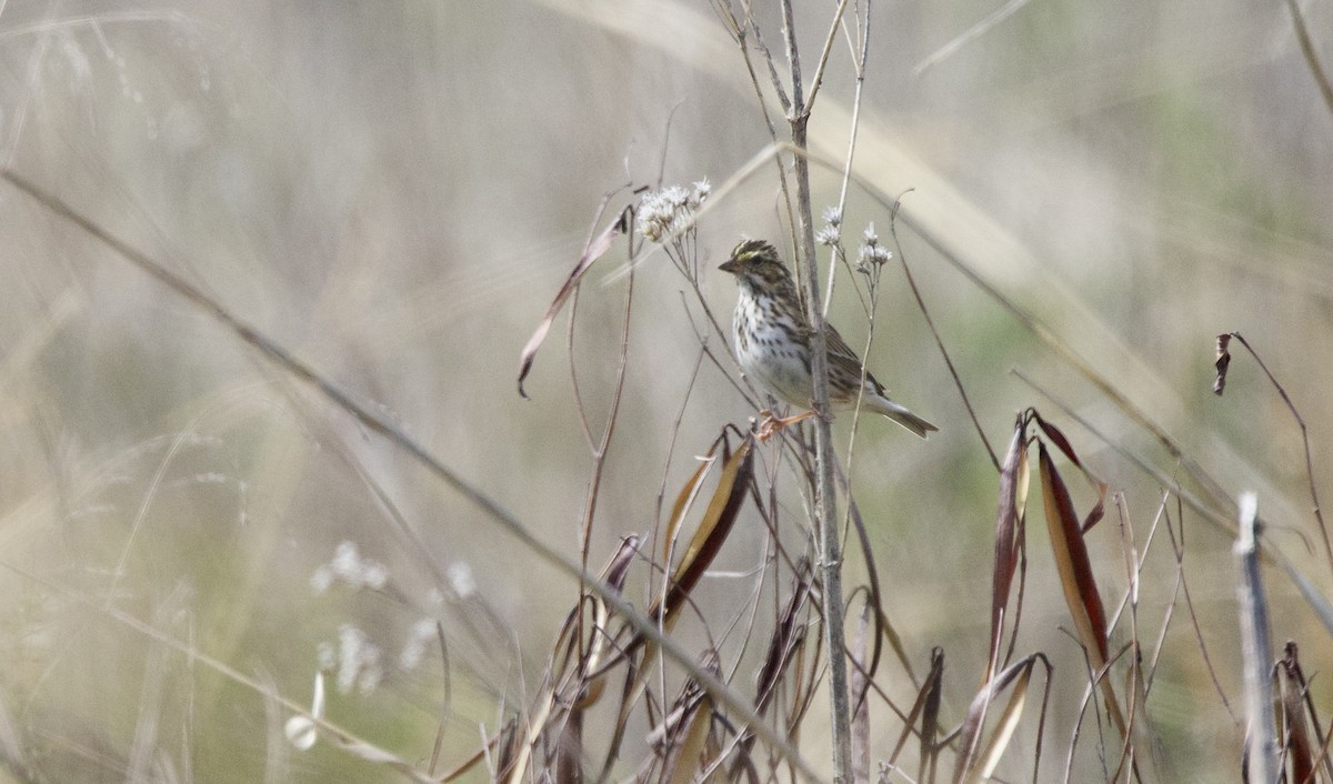 Savannah Sparrow - ML439134231