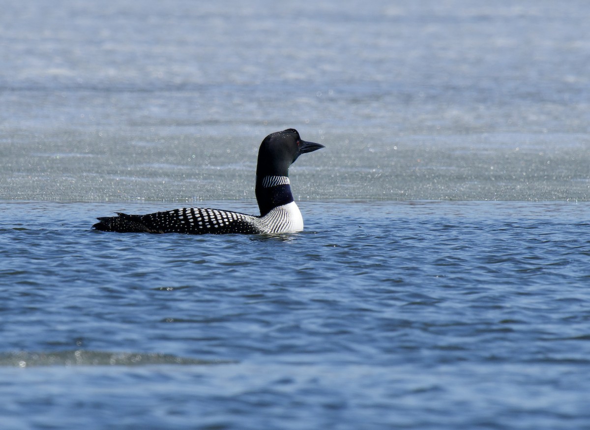 Common Loon - ML439134281