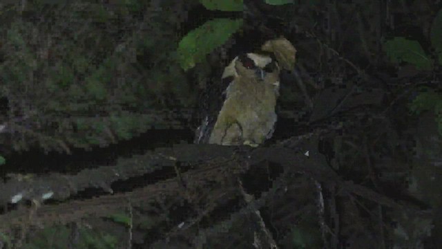 Buff-fronted Owl - ML439134331