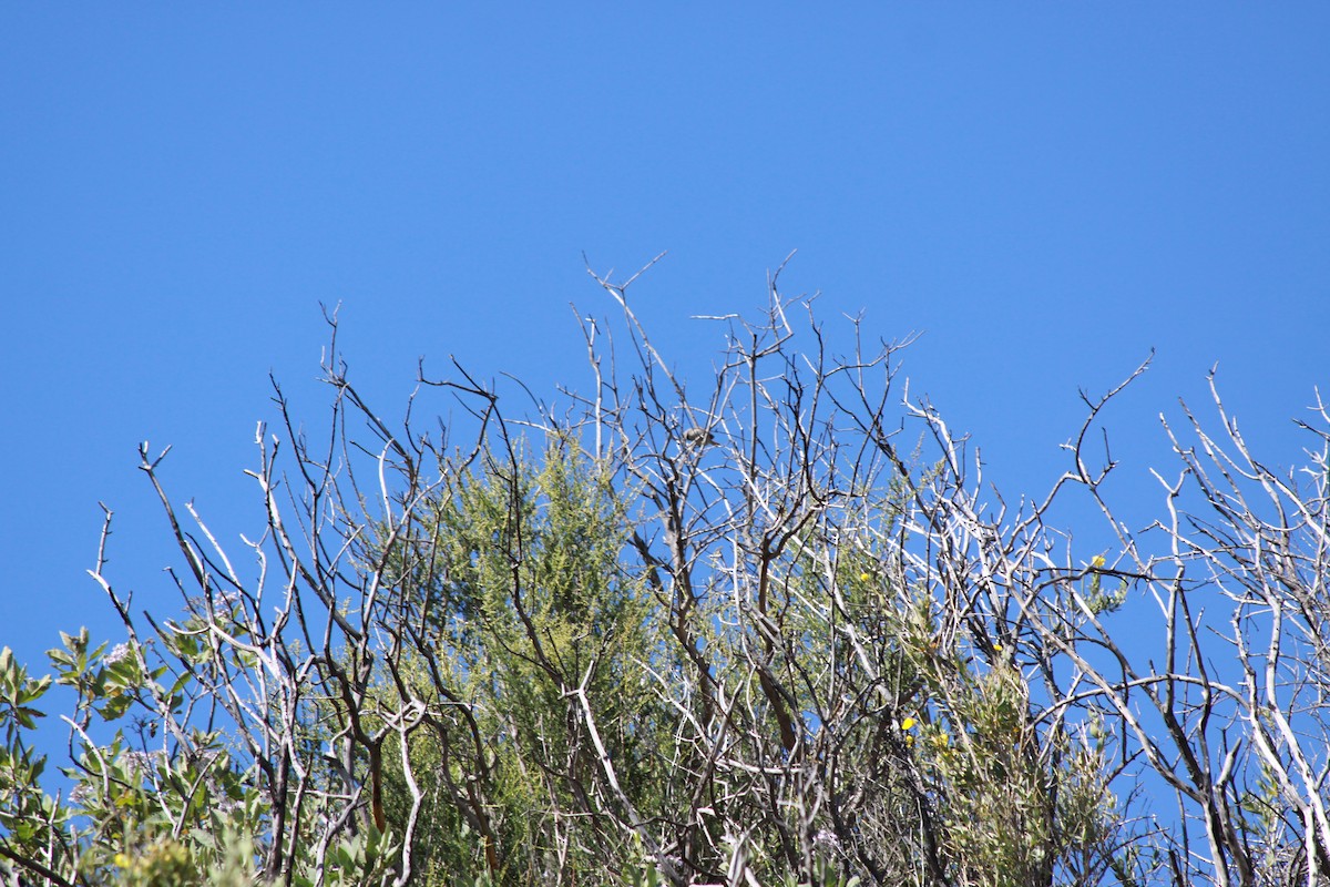 Rufous-crowned Sparrow - ML439134791