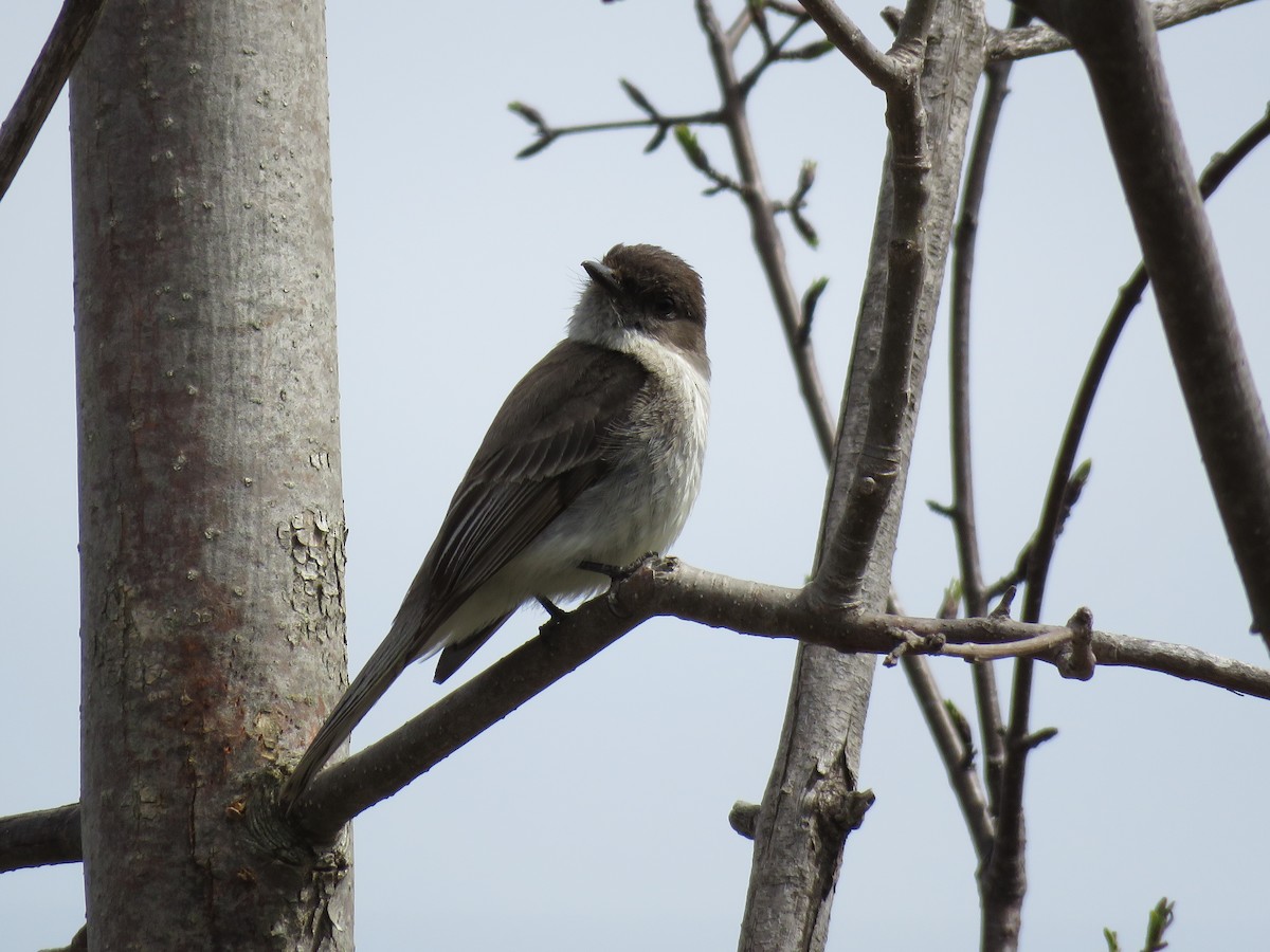 Eastern Phoebe - ML439135161