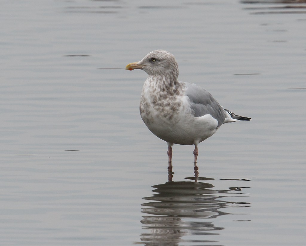 Herring Gull - ML43913591