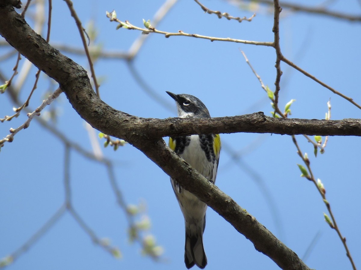 Yellow-rumped Warbler - ML439135971