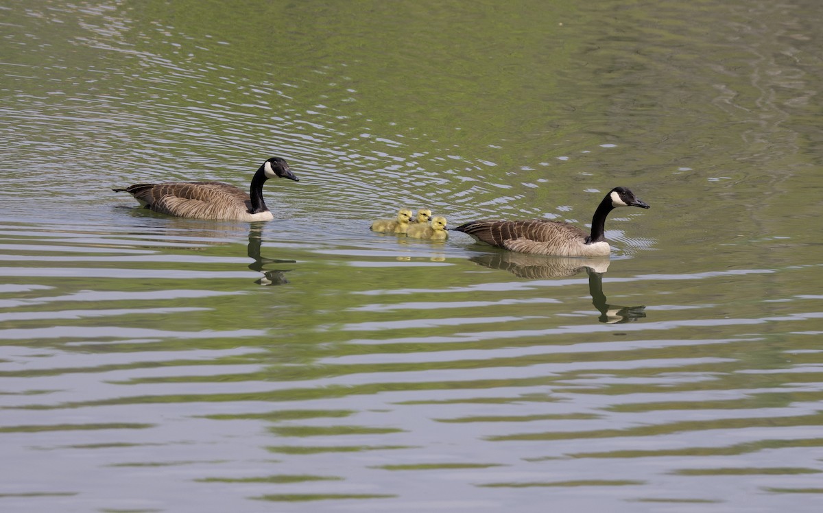 Canada Goose - ML439136441