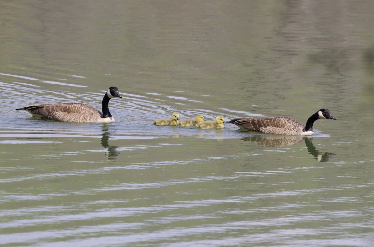 Canada Goose - ML439136461