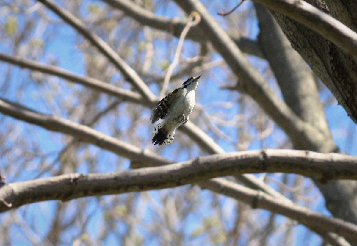 Downy Woodpecker - ML439136471