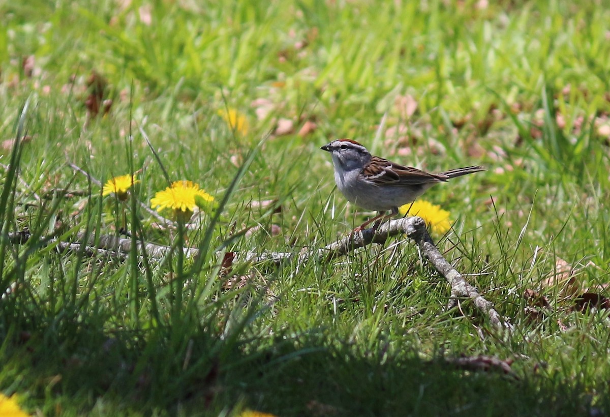 Chipping Sparrow - ML439136611