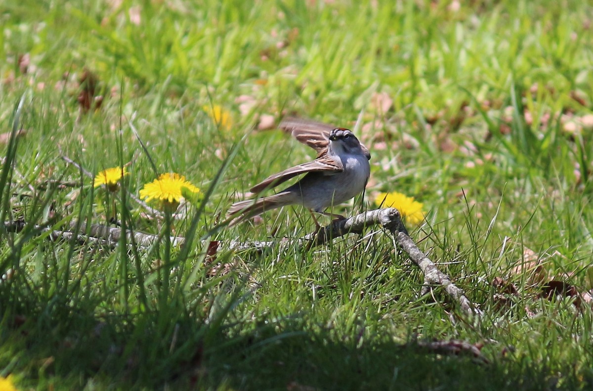 Chipping Sparrow - ML439136631