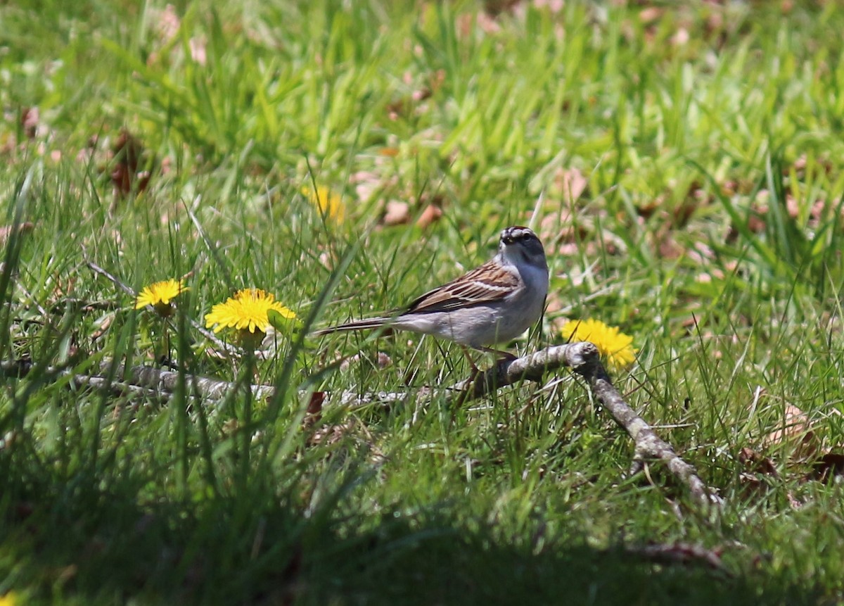 Chipping Sparrow - ML439136711