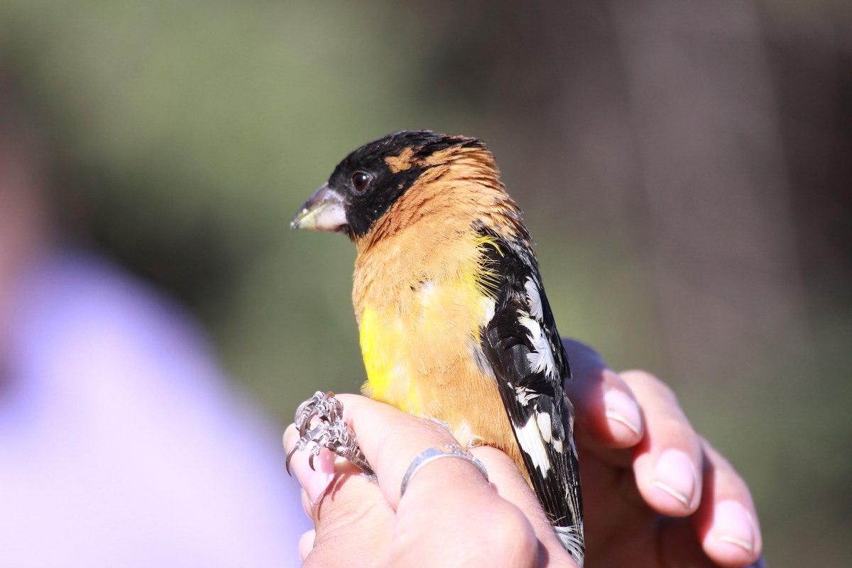 Black-headed Grosbeak - ML439136781