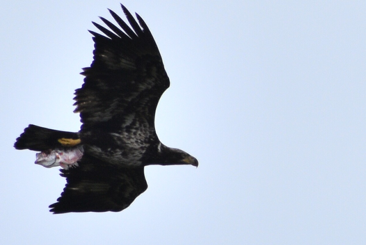 Bald Eagle - Miguel  Mejias