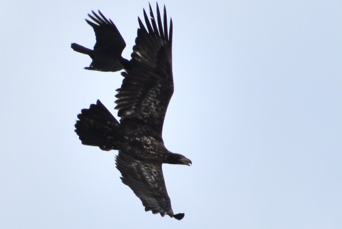 Bald Eagle - ML439137051