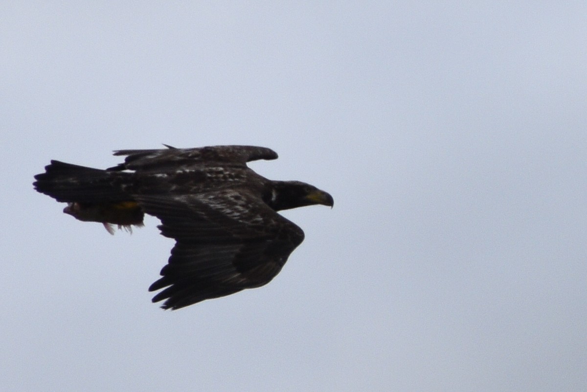 Bald Eagle - ML439137061