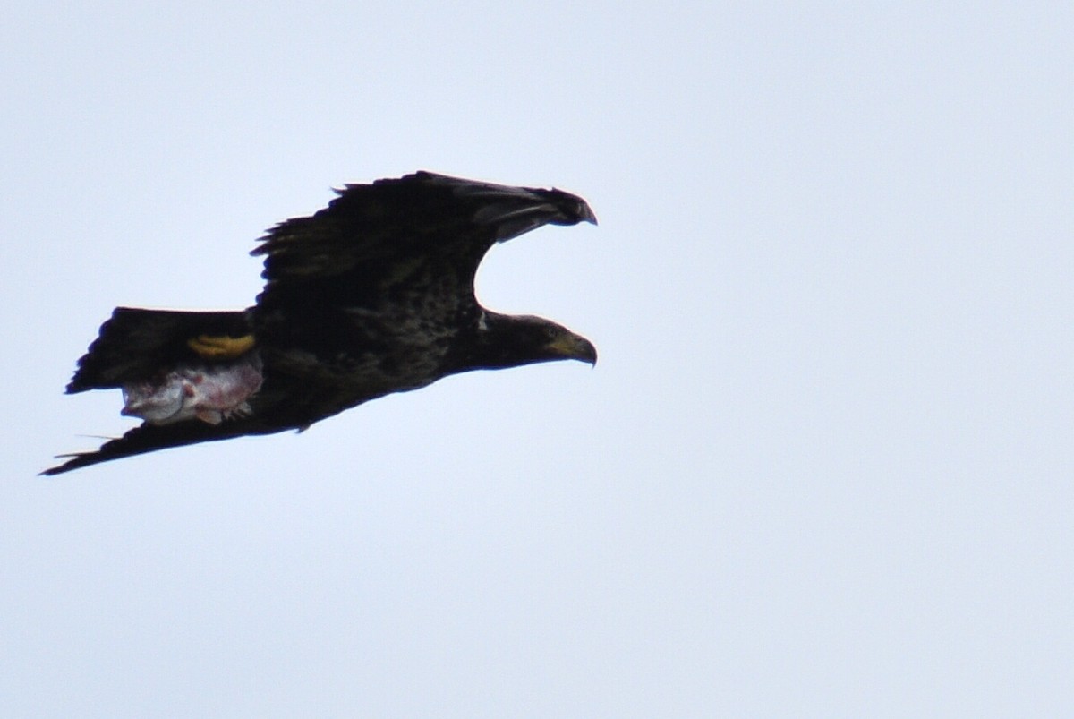 Weißkopf-Seeadler - ML439137071