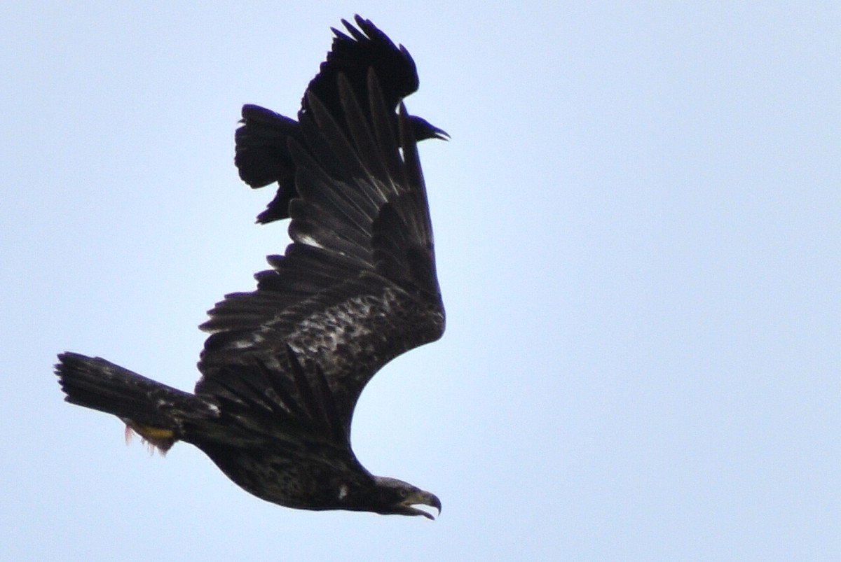 Bald Eagle - ML439137081