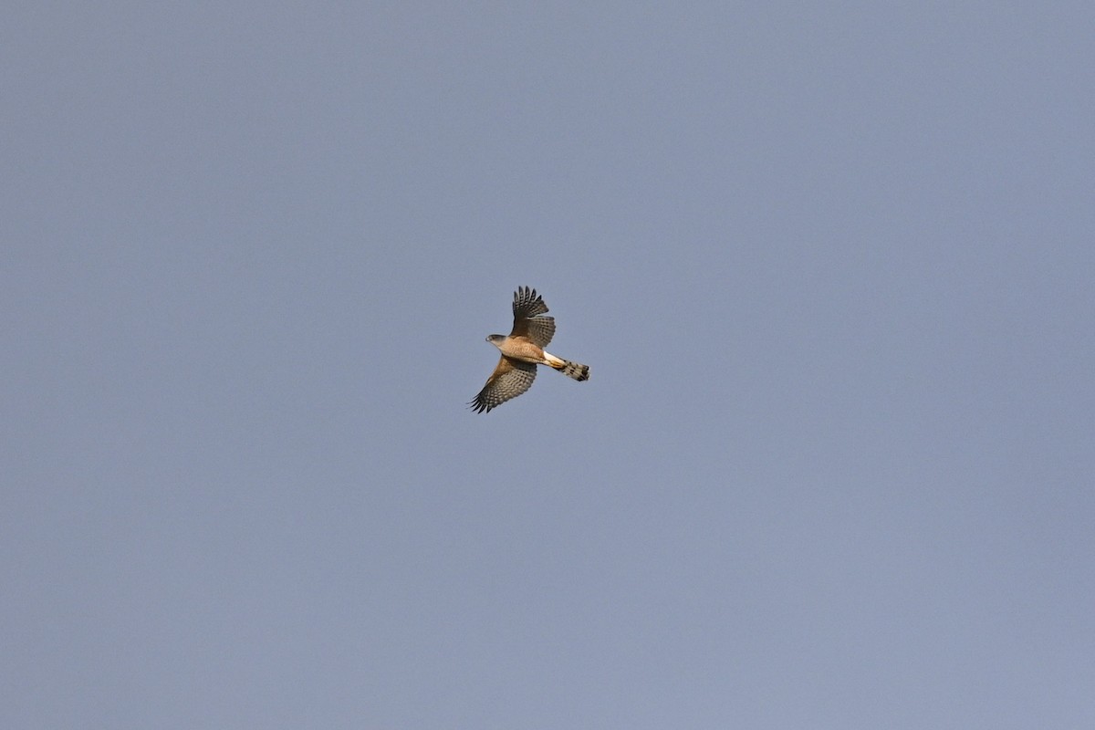 Cooper's Hawk - ML439137241