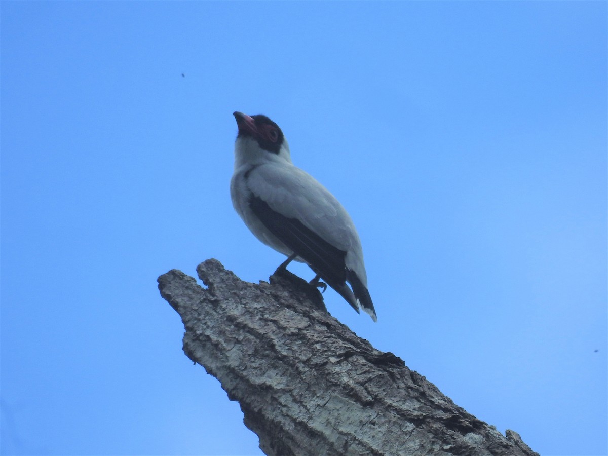 Black-crowned Tityra - ML439137691