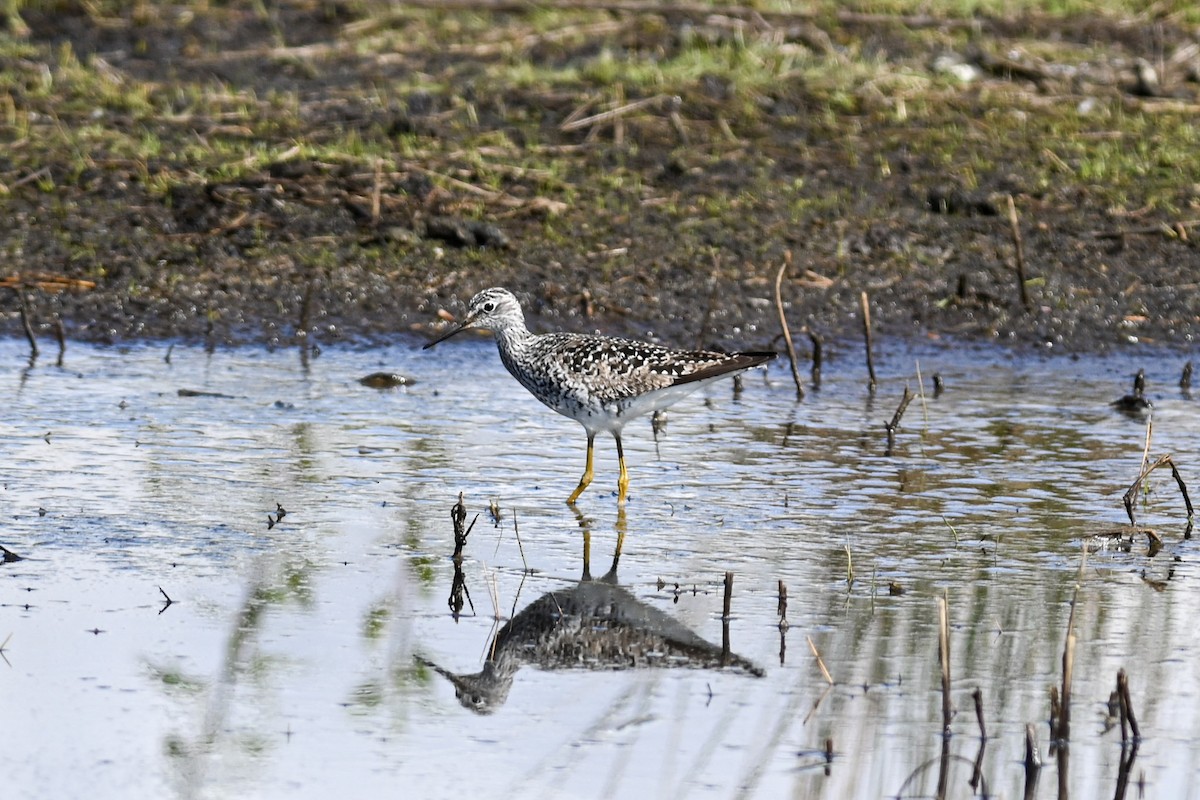 Lesser Yellowlegs - ML439137891