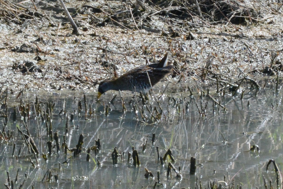 Polluela Sora - ML439138071