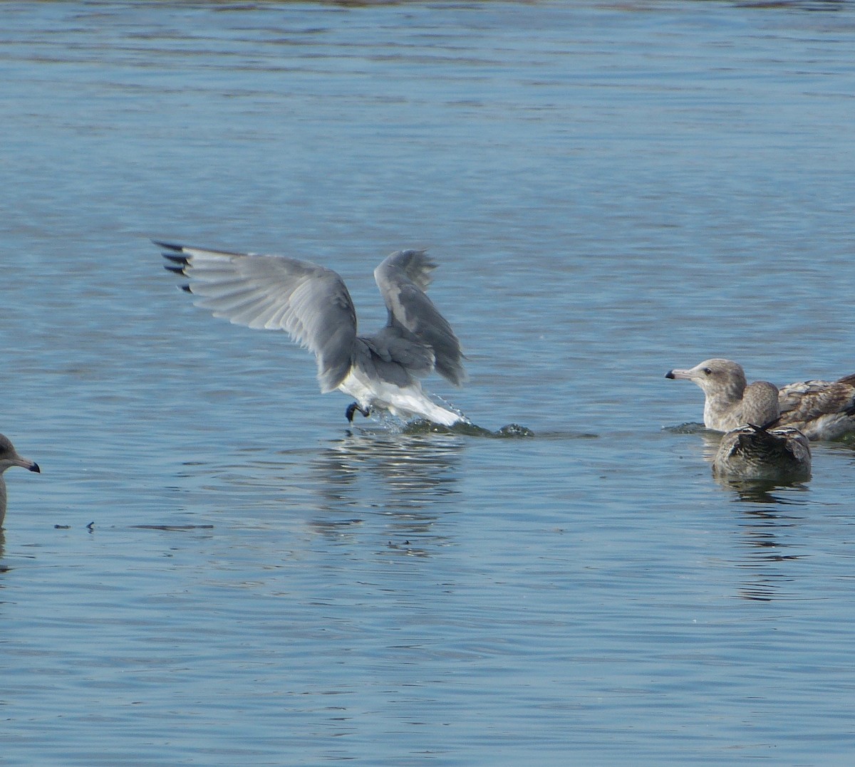 Black-legged Kittiwake - ML43914021