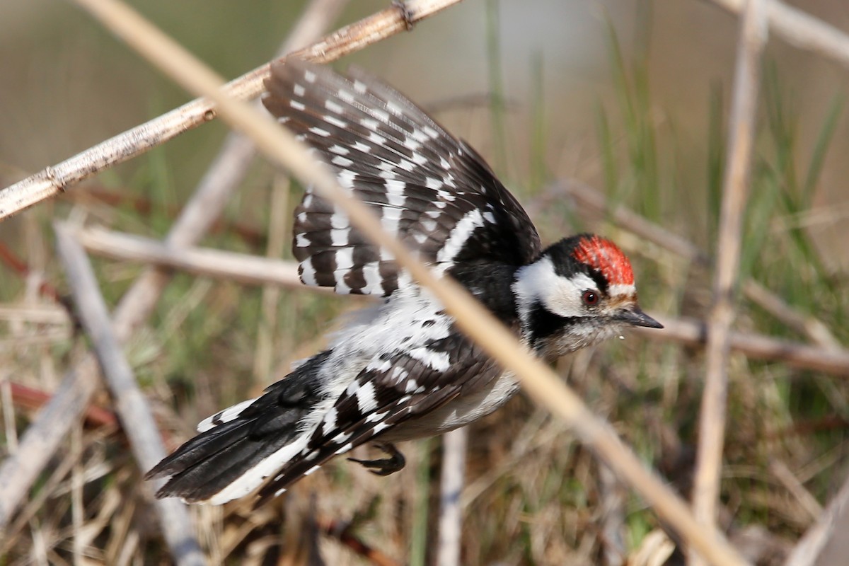 Lesser Spotted Woodpecker - ML439141361