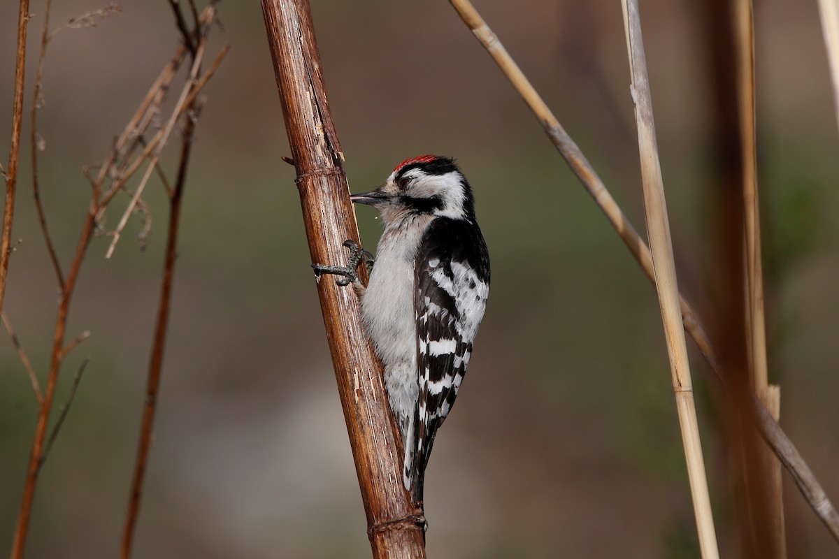 Lesser Spotted Woodpecker - Mikiya Oikawa