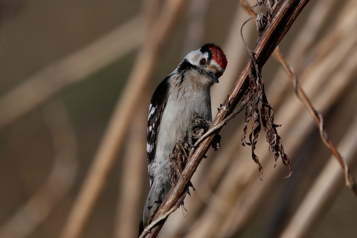 Lesser Spotted Woodpecker - Mikiya Oikawa