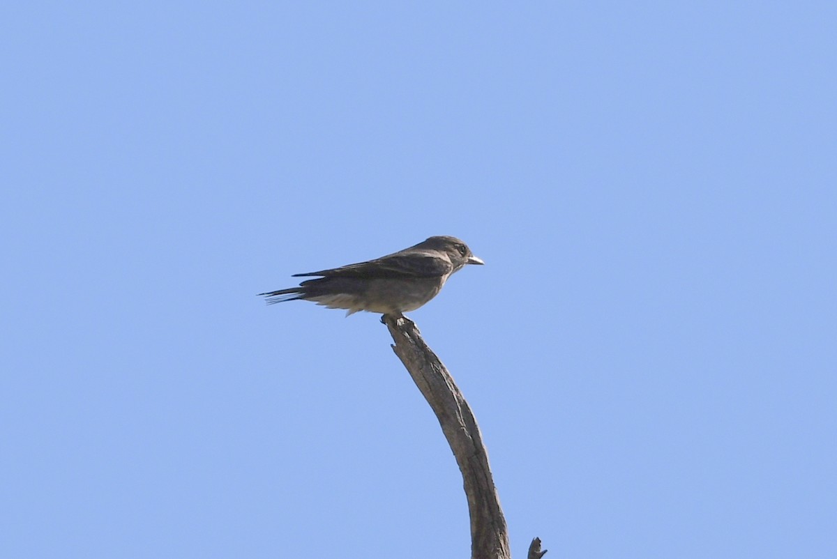 Olive-sided Flycatcher - Bill Asteriades
