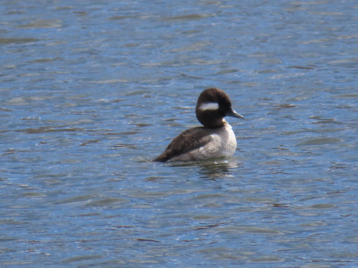 Bufflehead - Edward Raynor