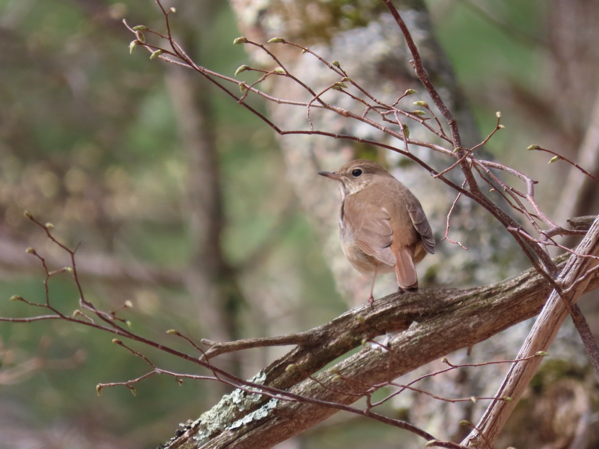 Hermit Thrush - Rebecca Suomala