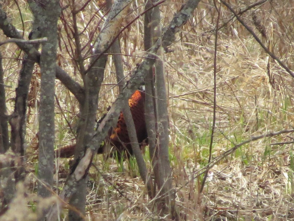 Ring-necked Pheasant - ML439147611