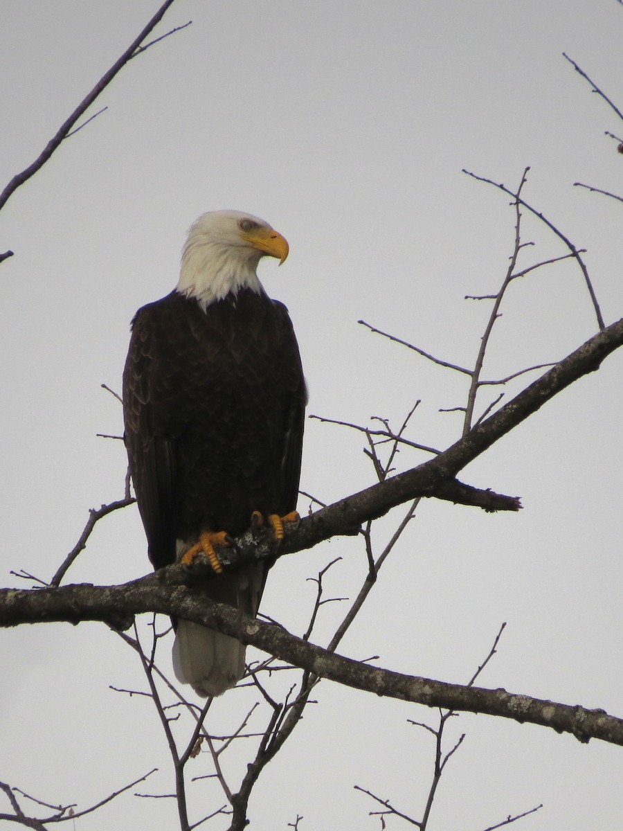 Bald Eagle - ML439147791