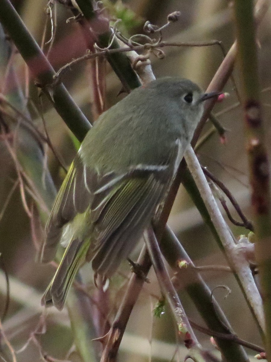 Ruby-crowned Kinglet - ML439147871