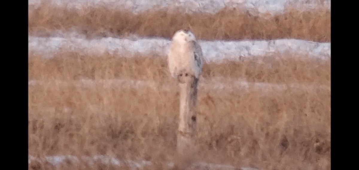 Snowy Owl - ML439148181