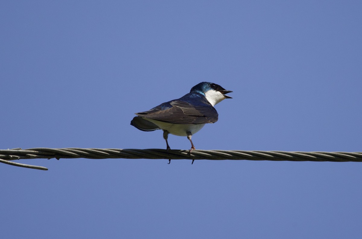 Tree Swallow - Anne Bielamowicz