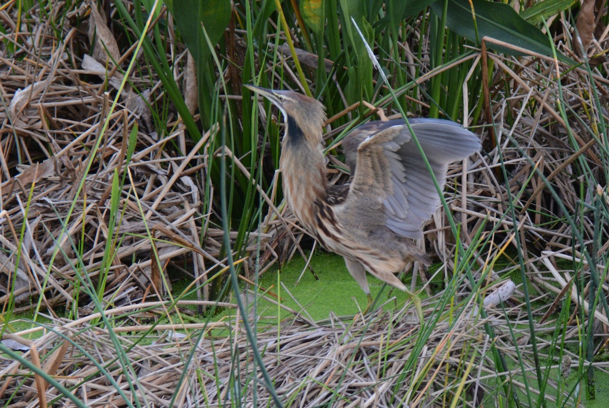 American Bittern - ML43915031