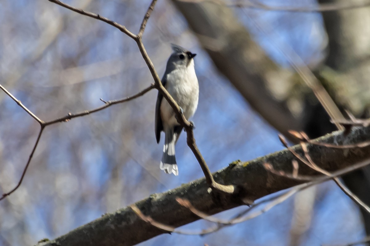 Tufted Titmouse - ML439150631