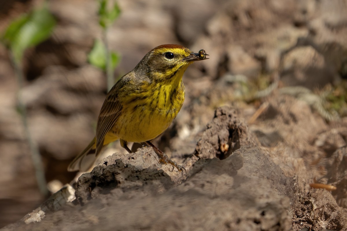 Palm Warbler - ML439150651
